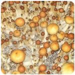 Псилоцибиновые (галлюциногенные)  грибы Psilocybin "Golden Teacher" в Уварово
